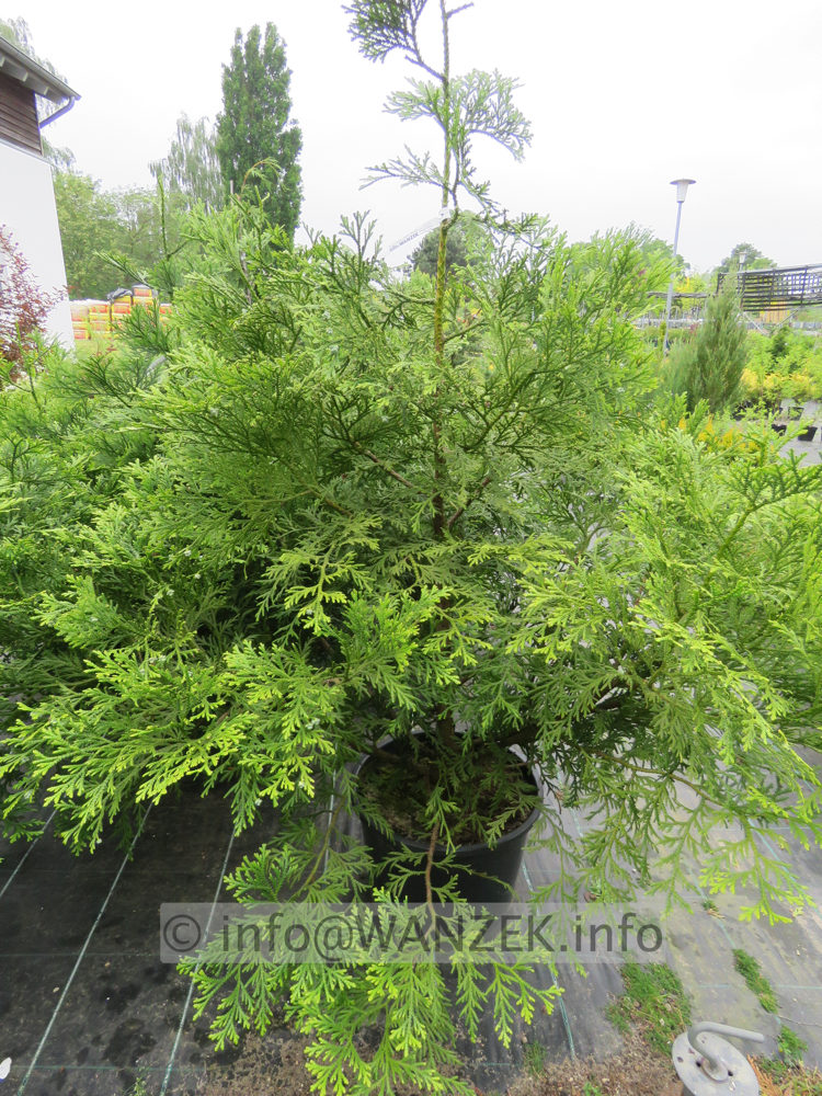 Thujopsis dolabrata 05.JPG